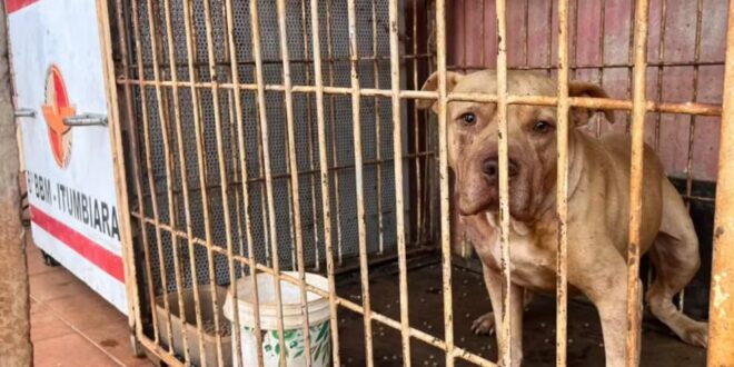 Criança morre após ser atacada por pit bull dentro de casa, em Goiás