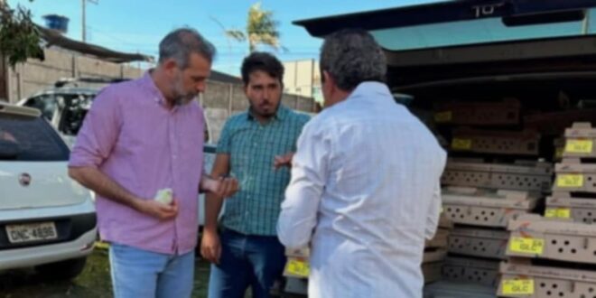 Prefeitura de Goianésia entrega 2.400 pintainhas para famílias da agricultura familiar