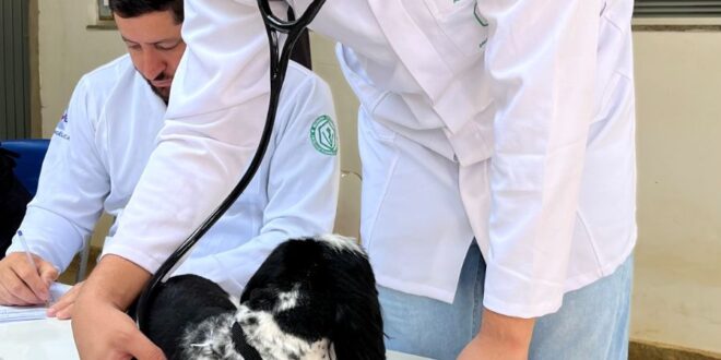 Prefeitura de Goianésia realiza mutirão e amplia número de castrações de cães e gatos