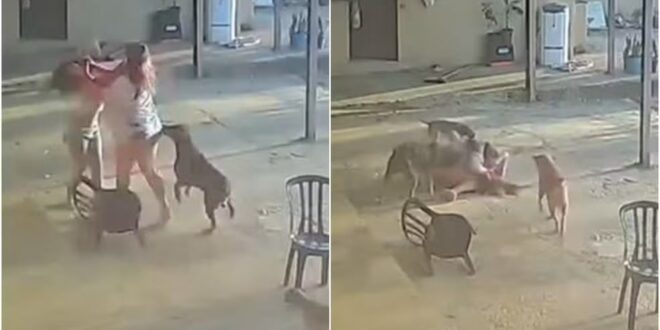 Cachorro tenta ‘separar’ mulheres durante briga, em Goiás
