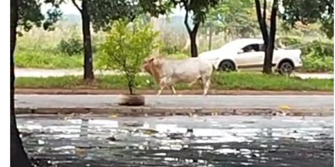 Boi solto causa risco durante domingueira na Lagoa Princesa do Vale, em Goianésia