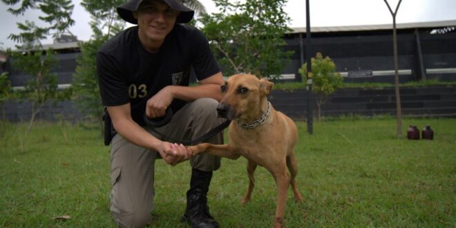 Adote! PM promove projeto pioneiro de adestramento e adoção de cães de rua