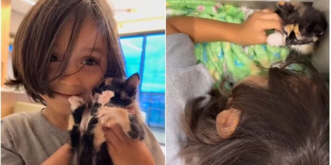 Menino viaja 400 km com gato escondido em cobertor; vídeo