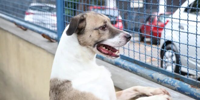 Fogos de artifício acarretam sofrimento físico e risco para animais