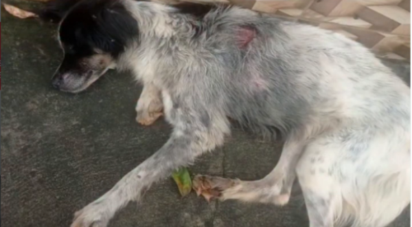 Cachorro doente mobiliza comunidade e poder público de Goianésia