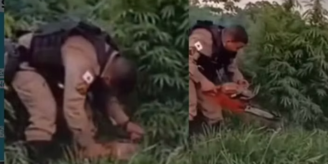 PM corta e queima mais de 500 pés de maconha em plantação mantida por família