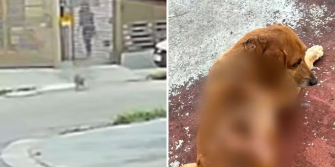 Moradores se revoltam após cão comunitário ser queimado com líquido quente: ‘Todo mundo cuidava dele’