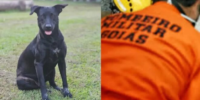 Justiça por Brutus: protesto vai até sede dos bombeiros nesta segunda (13)