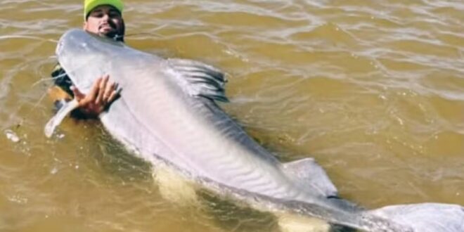 Peixe de 1,8 metro pescado no Rio Araguaia não pode ser consumido e deve ser devolvido à água, diz guia