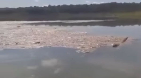 Semad investiga morte de peixes no Lago Serra da Mesa