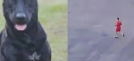 Bombeiro que atirou em cachorro em Goiânia é indiciado por maus-tratos