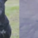 Bombeiro que atirou em cachorro em Goiânia é indiciado por maus-tratos