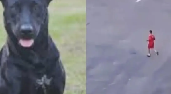 Bombeiro que atirou em cachorro em Goiânia é indiciado por maus-tratos
