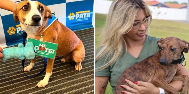 Animais de rua são microchipados e disponibilizados para adoção em Aparecida de Goiânia
