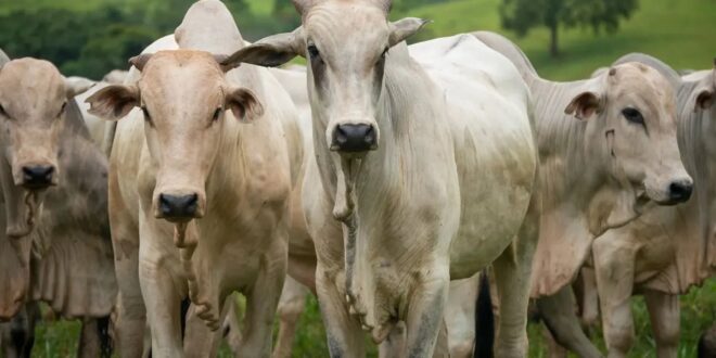 Agro age para evitar embargo europeu à carne brasileira; Goiás exportou U$189 mi em 2025
