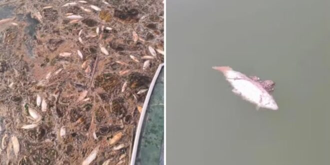 Centenas de peixes são achados mortos no Lago Serra da Mesa; vídeo